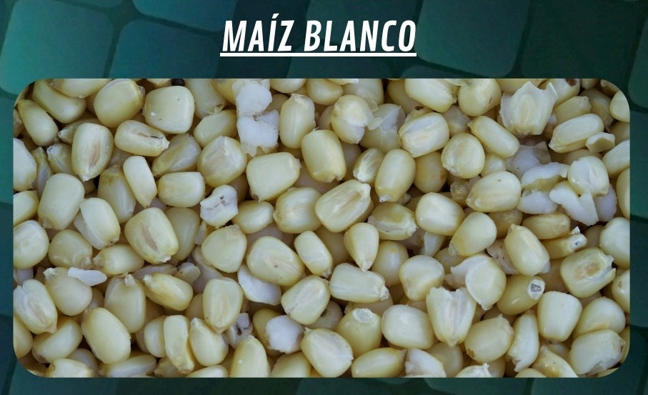 Secchio Mais Quality Seeds Bianco 6 kg