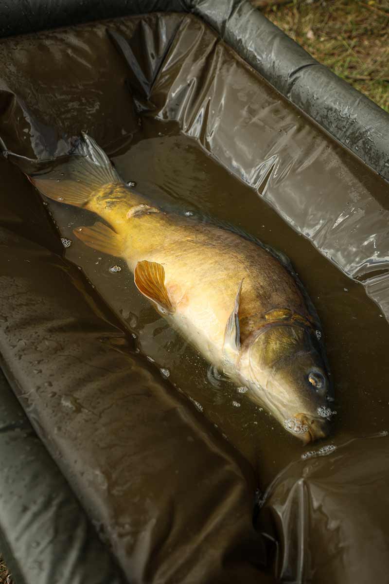 culla Fox Maestro della carpa