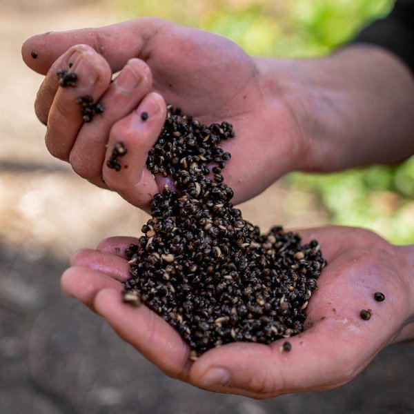 Mix Cañamon Nash - 2,5 L - Tienda Carpfishing