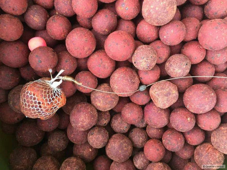 Liquidación cebo - Tienda Carpfishing