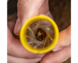 Sistema per la realizzazione di sacchetti pva Avid Carp