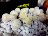 Session Pack Pro Elite Baits Gold Bloody Mulberry Special Edition White - Tienda Carpfishing