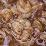 Brine Nash Shrimp Gammarus 1