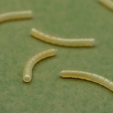 Magoliner Curve OMC Dazzlers L - Tienda Carpfishing