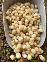 Maíz Blanco Particles For Fishing 5 kg - Tienda Carpfishing